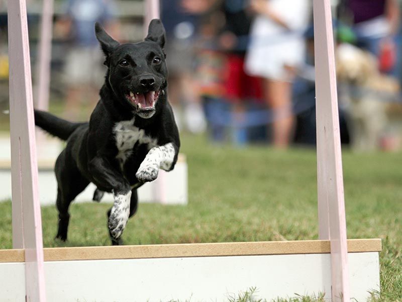 Difficulty in Finding Dog Sports