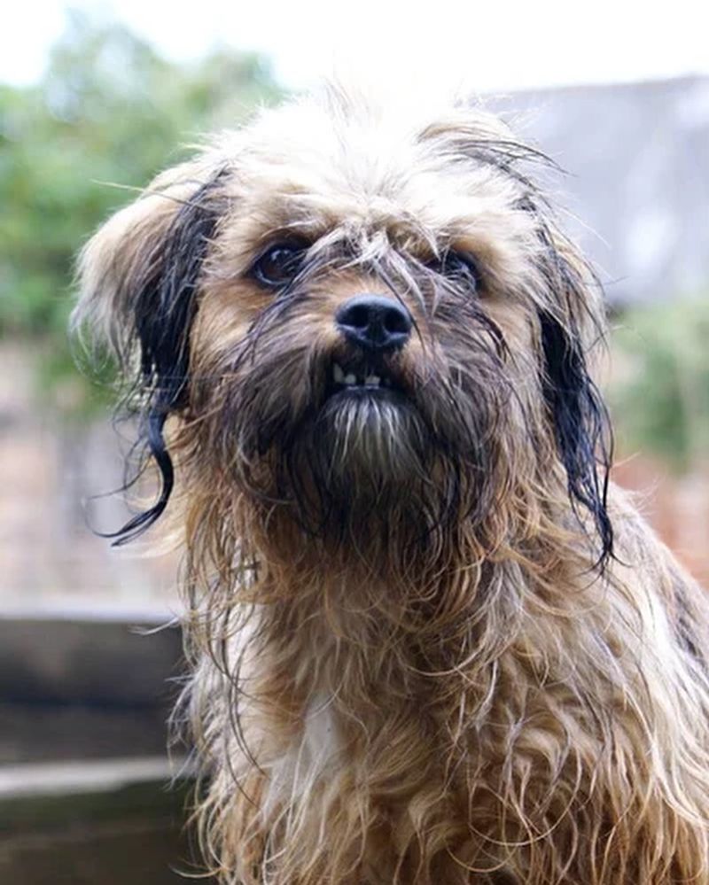 Unknown Grooming Needs