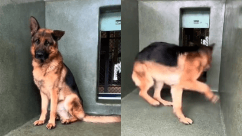 Development of Stereotypic Behaviors
