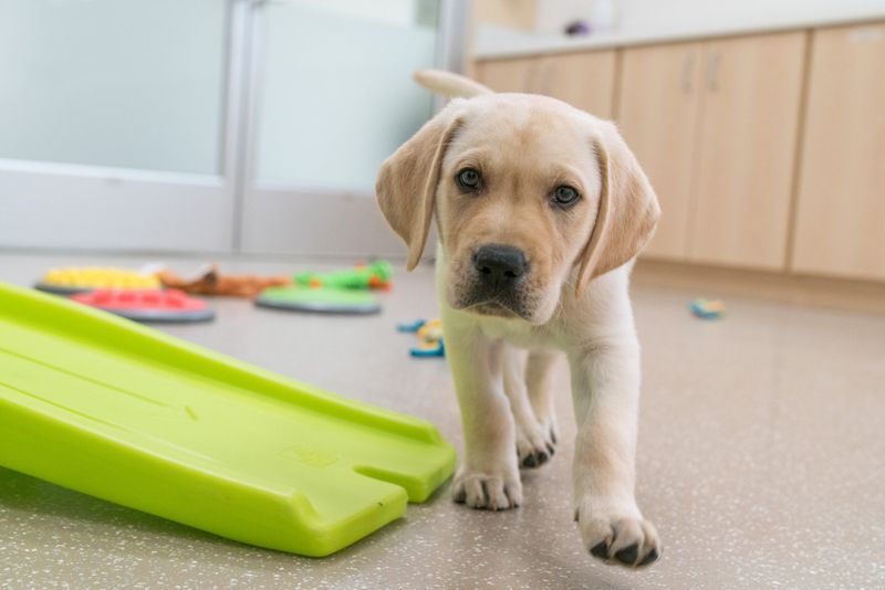 Playtime and Enrichment Habits