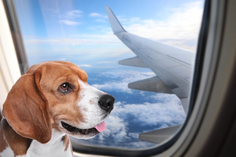 Frequent Traveler