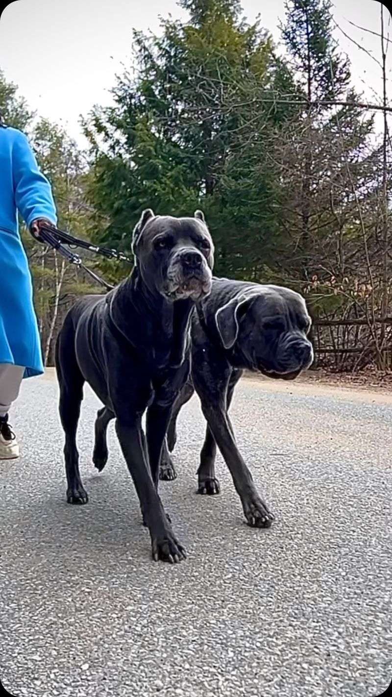 Cane Corso