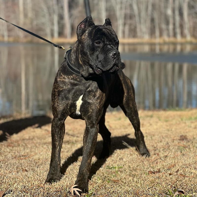 Cane Corso