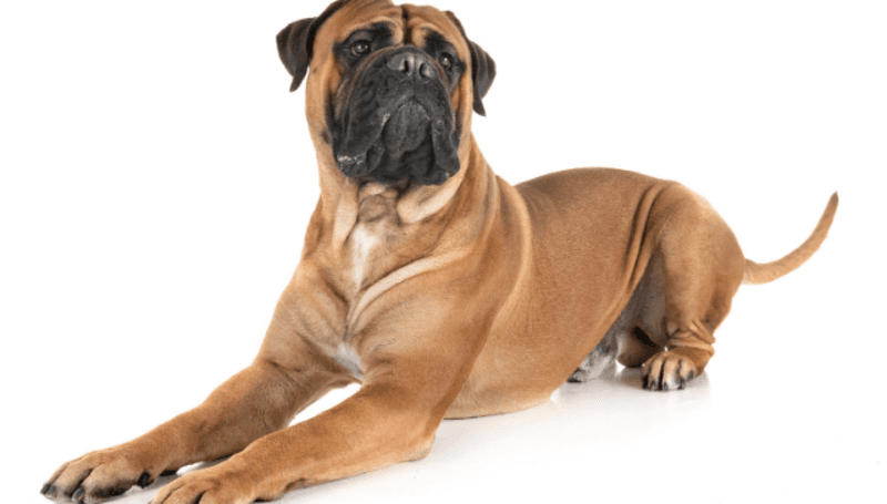 Bullmastiff
