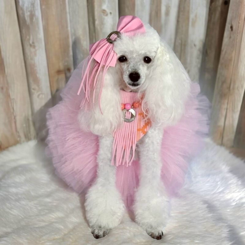 Fashionable Looks