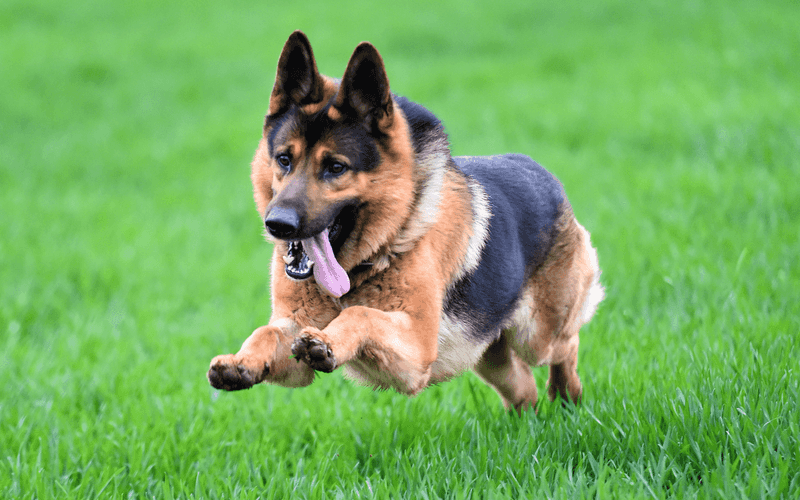 Energetic Exercise Partner