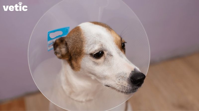 Spaying or Neutering