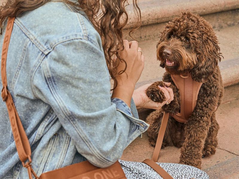 Practice Obedience Training