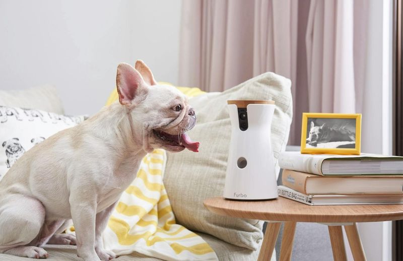 Use of Dog Cameras