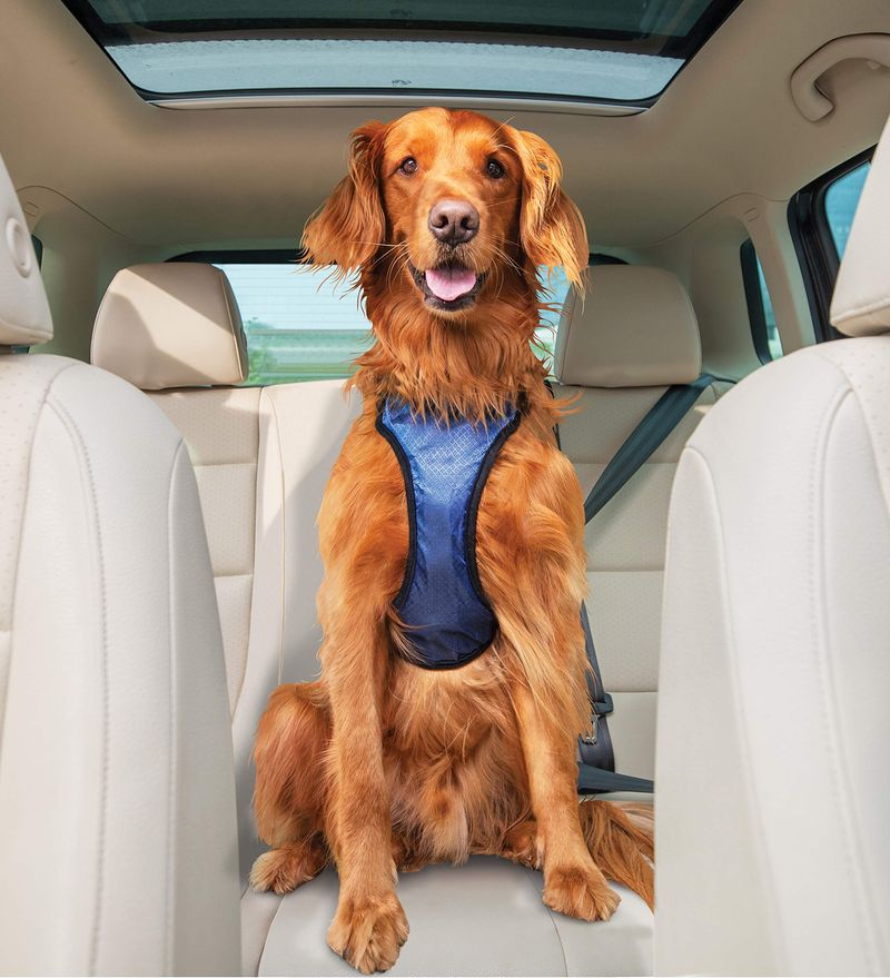 Travel Safety