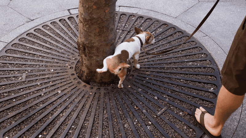 Environmental Considerations