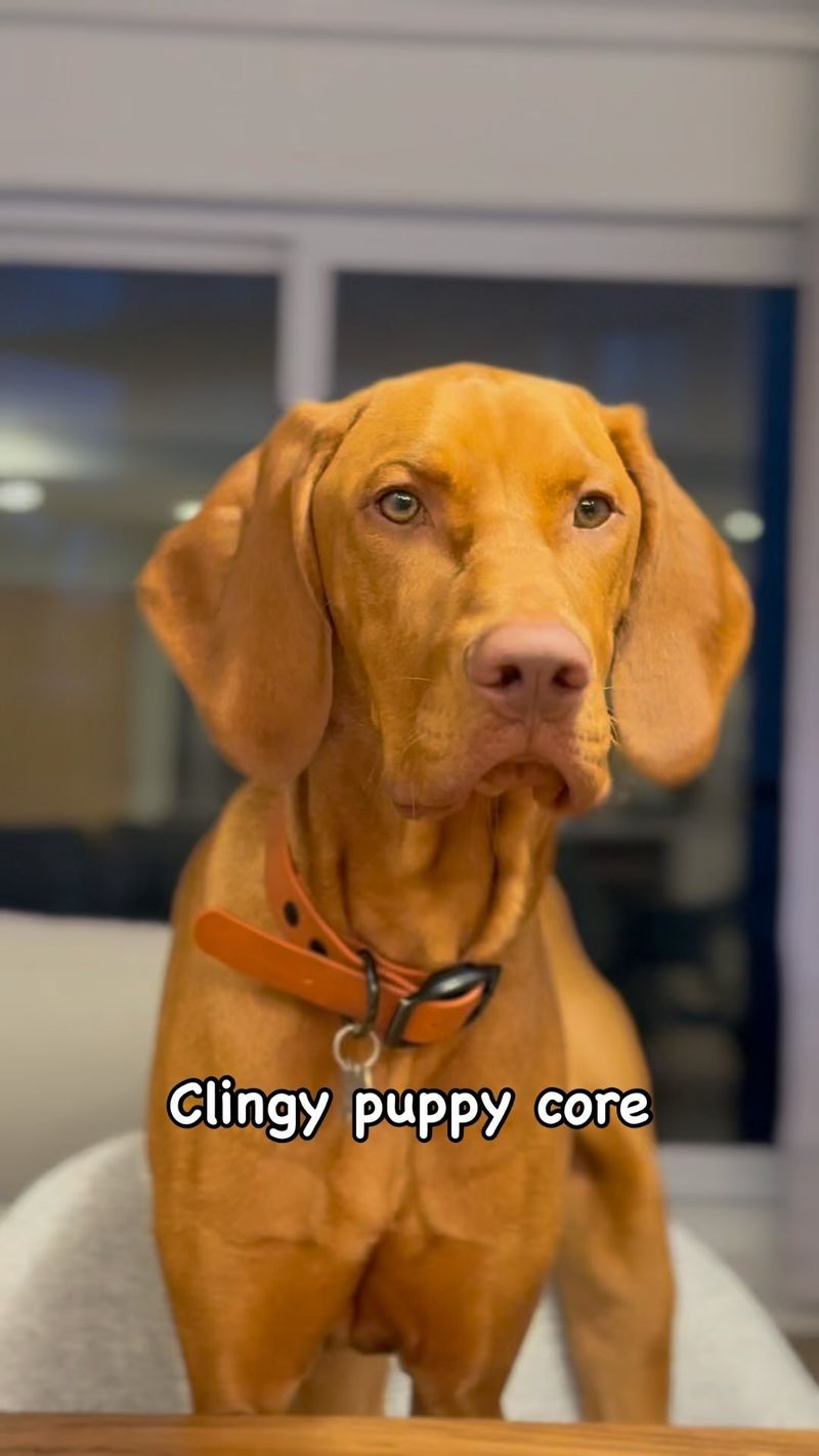 Vizsla