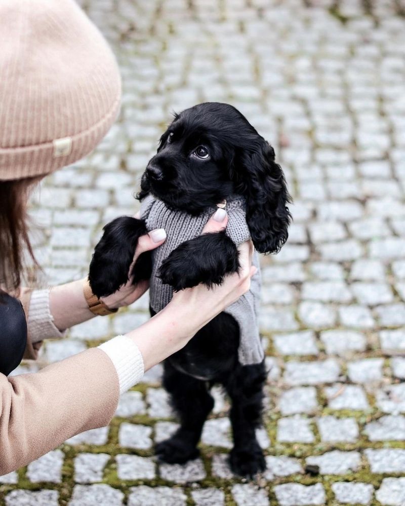 Cocker Spaniel