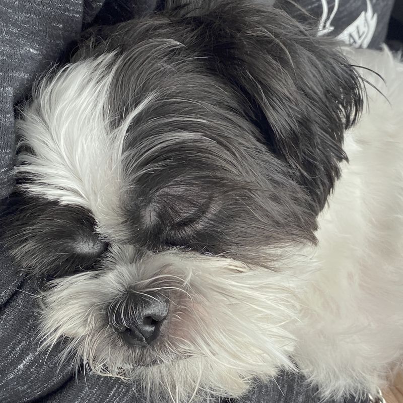Shih Tzu