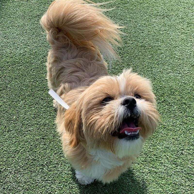 Shih Tzu