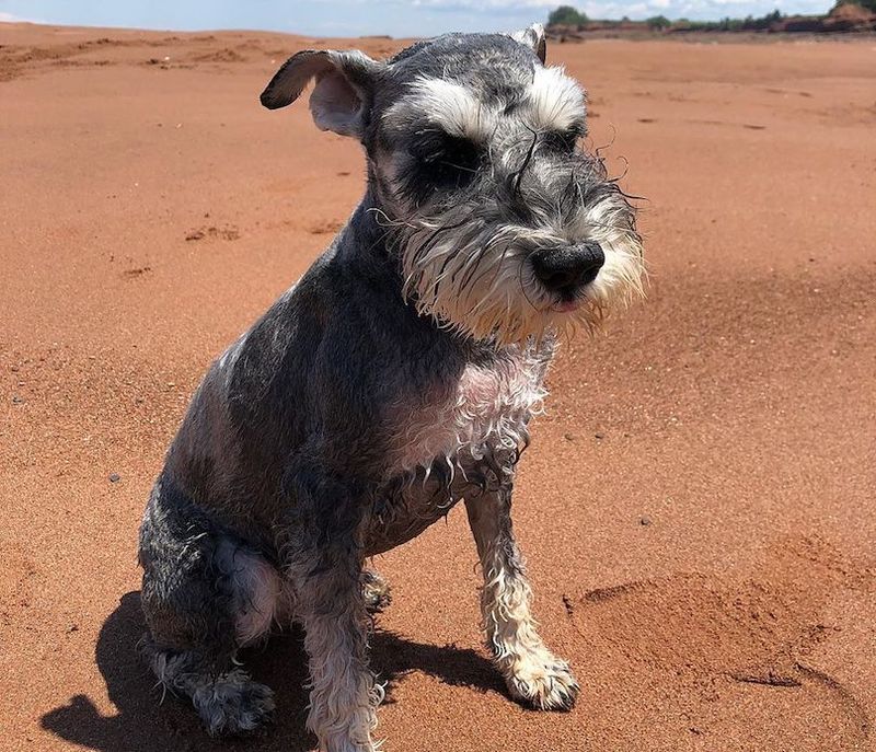 Miniature Schnauzer