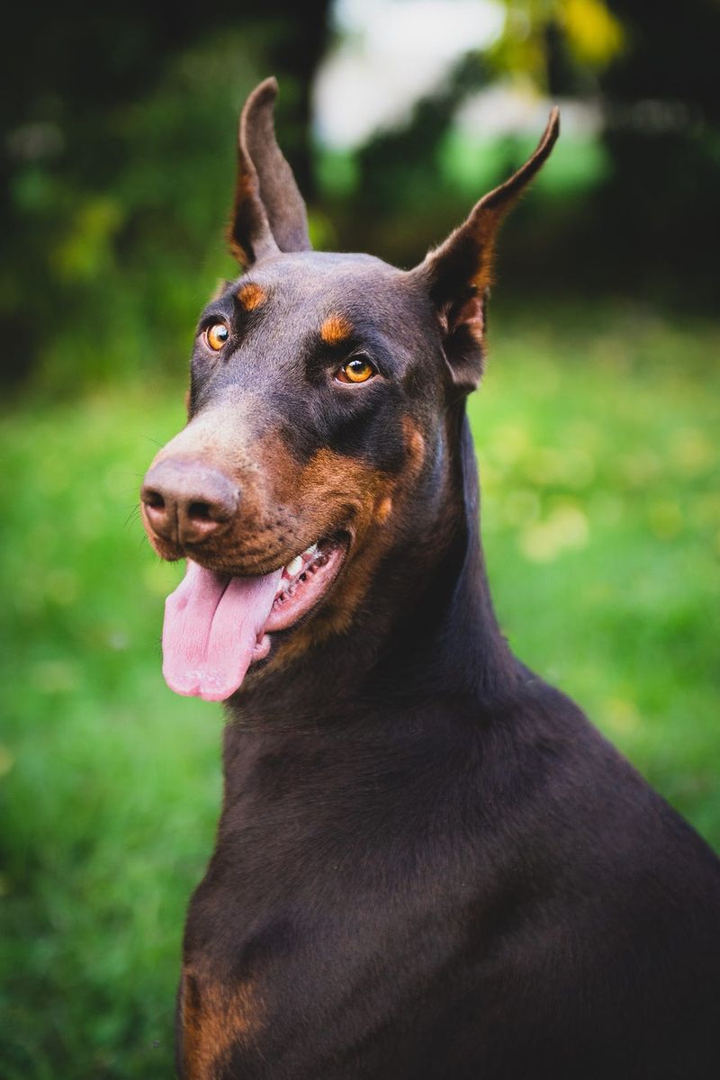 Doberman Pinscher