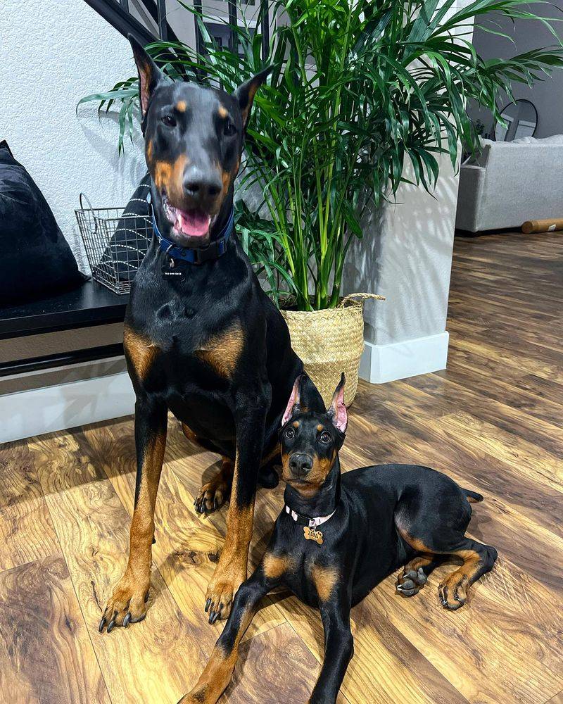 Doberman Pinscher