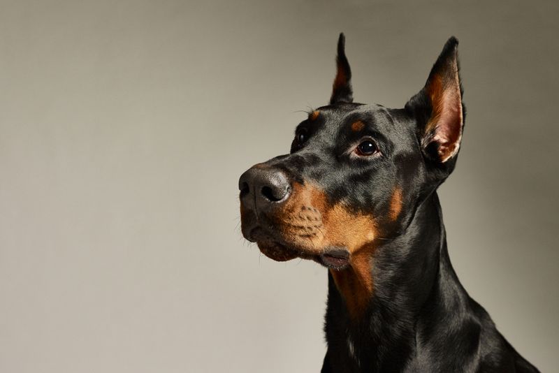 Doberman Pinscher