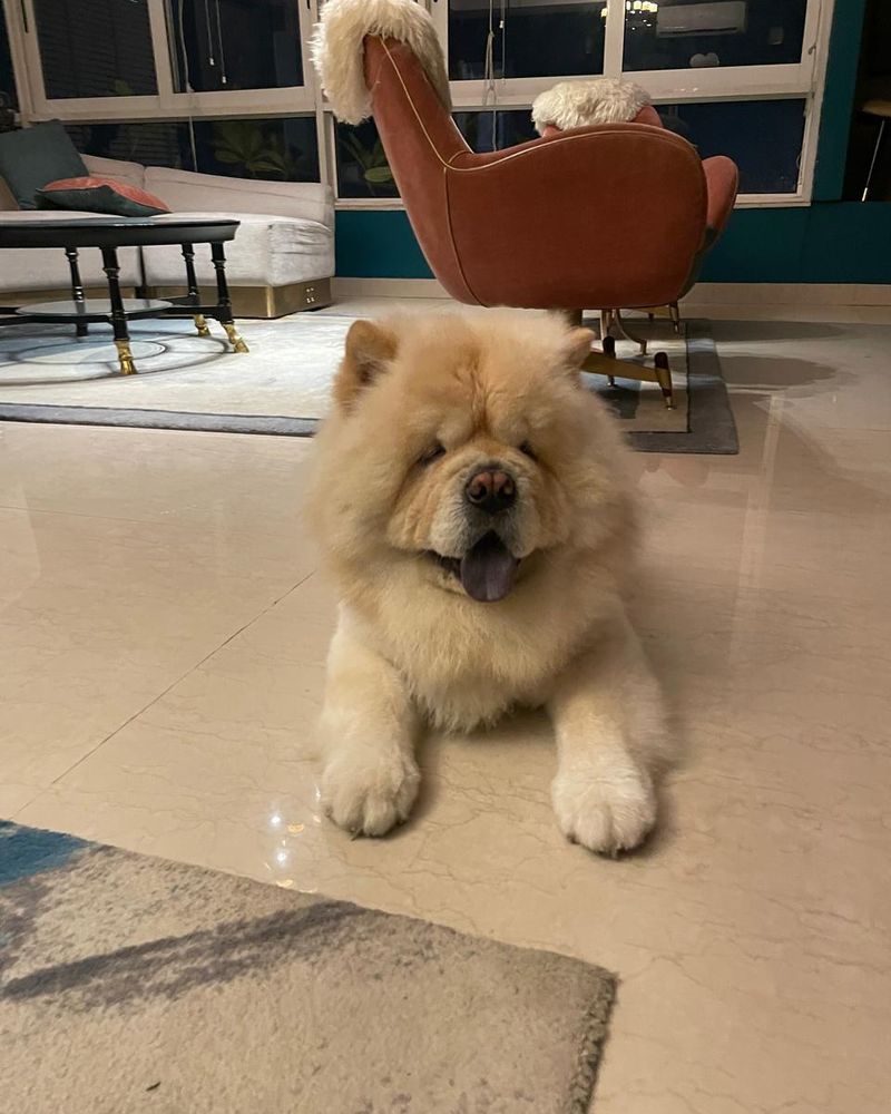 Chow Chow