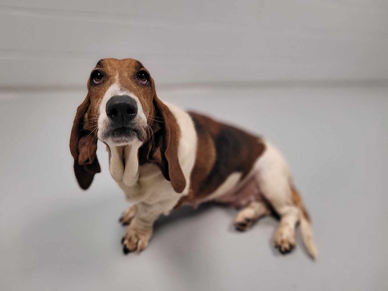 Basset Hound