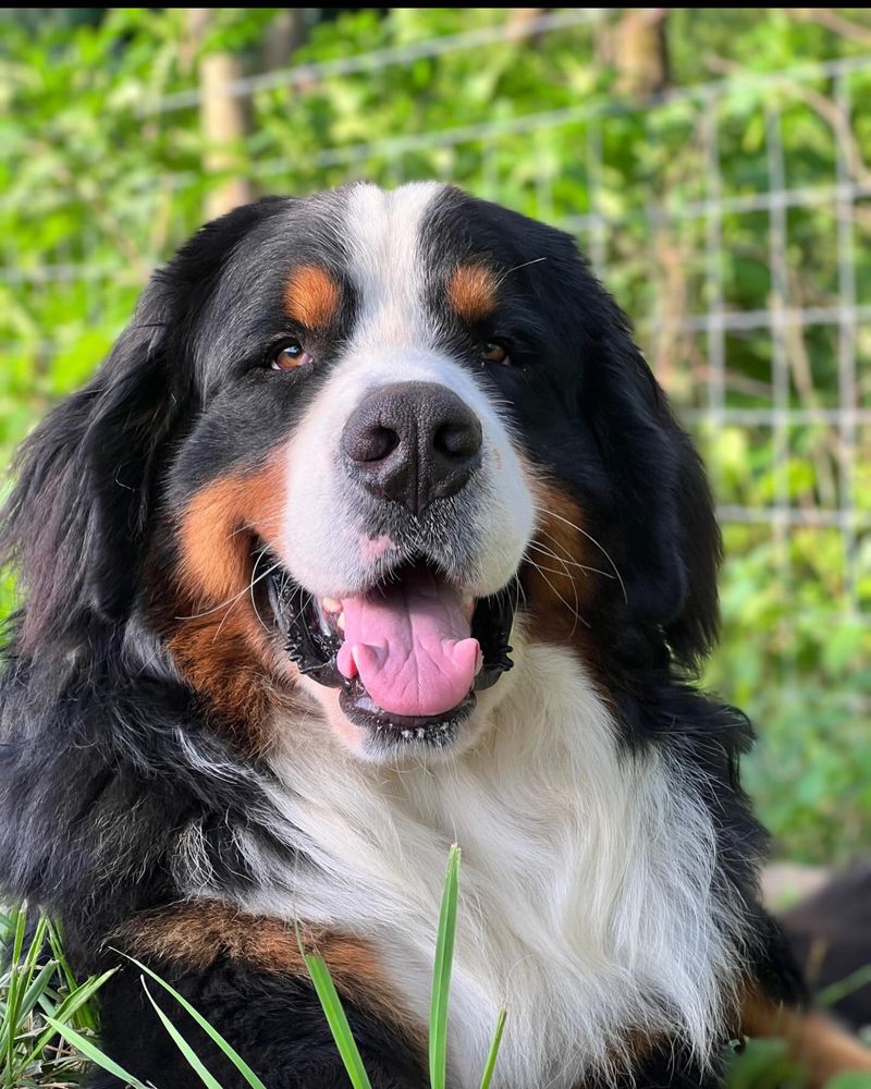 Bernese Mountain Dog