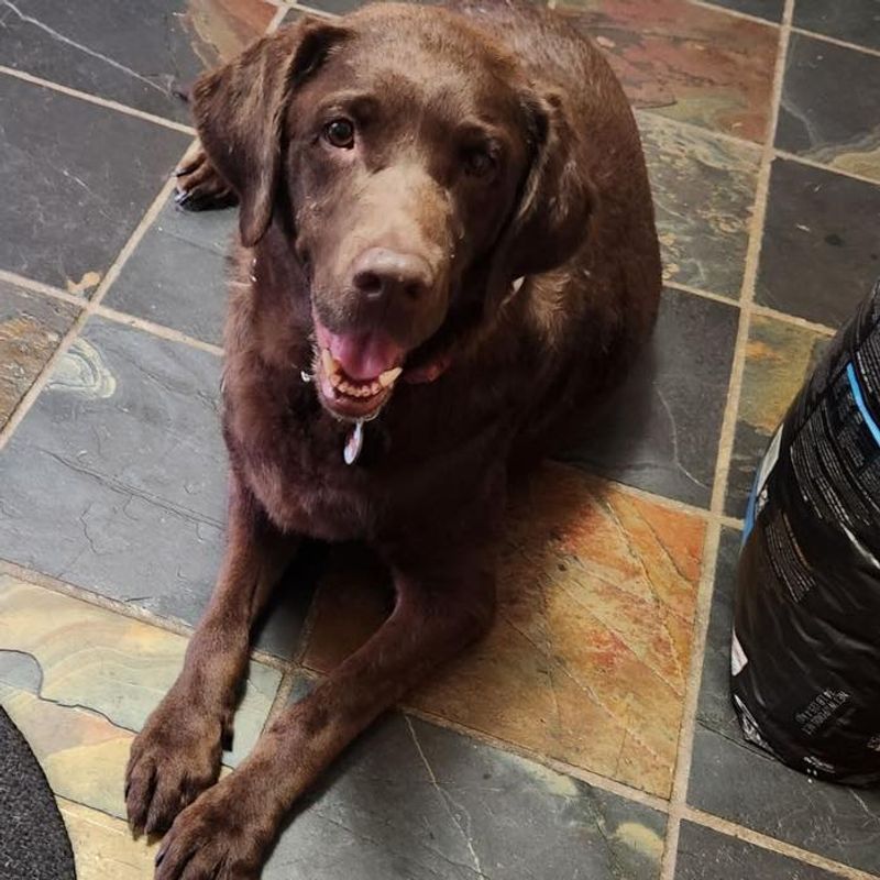 Labrador Retriever