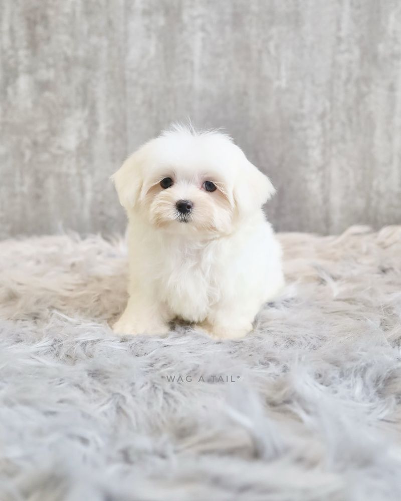 Maltese
