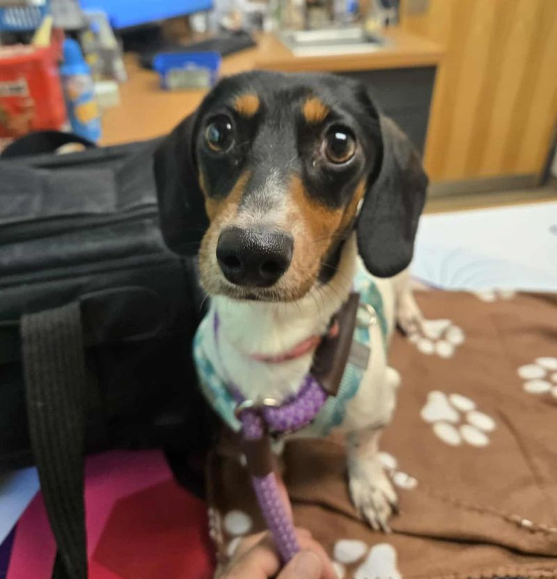 Dachshund
