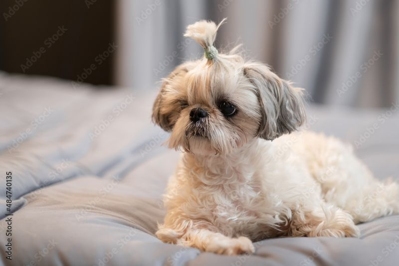 Shih Tzu