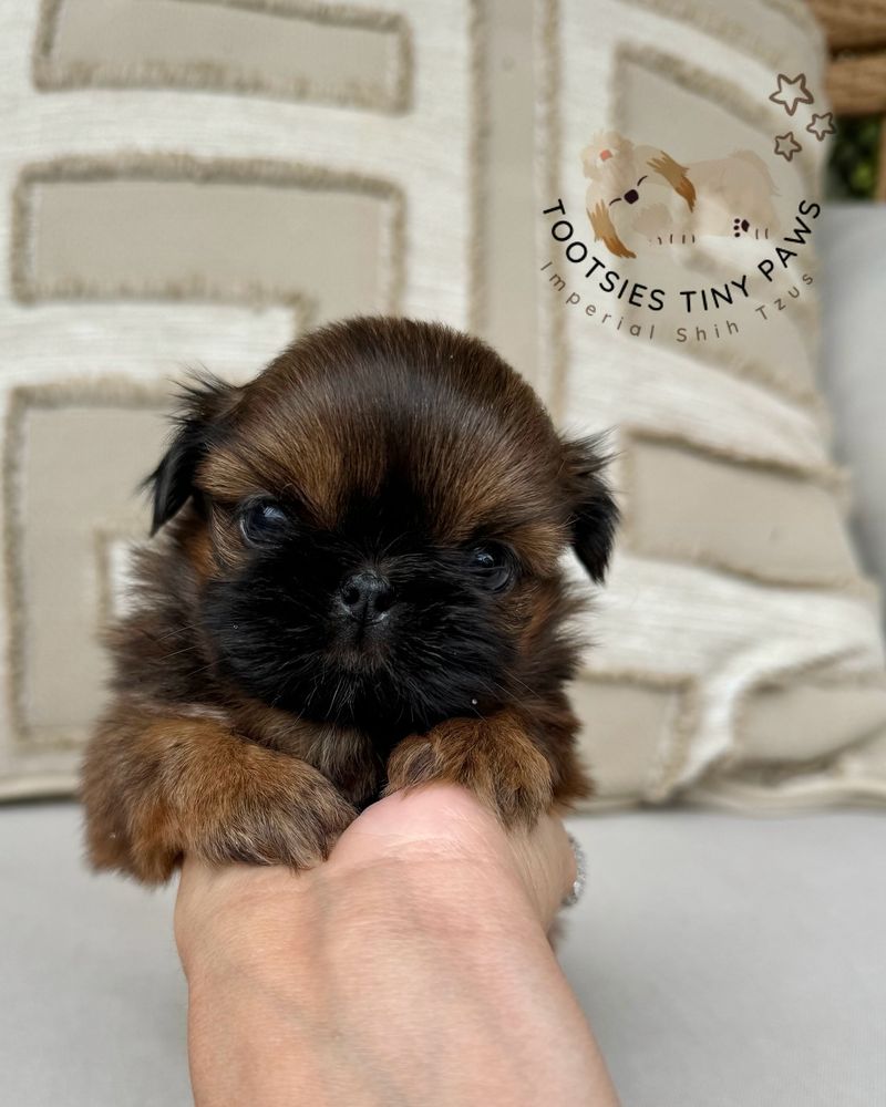 Shih Tzu