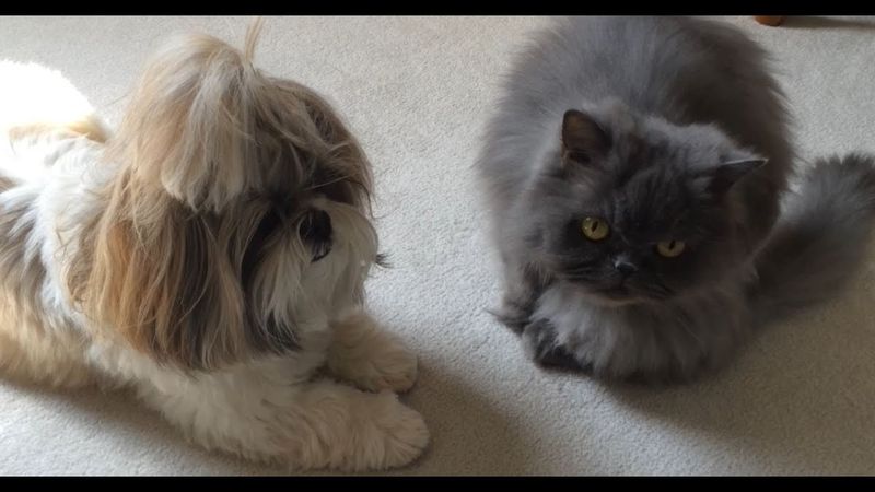 Shih Tzu