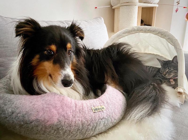 Shetland Sheepdog