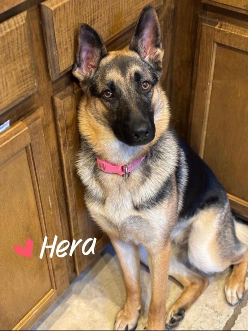 German Shepherd