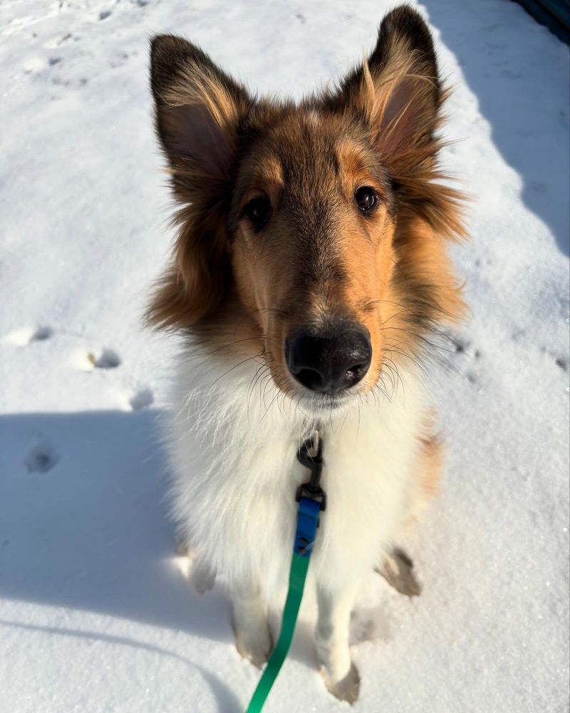 Collie