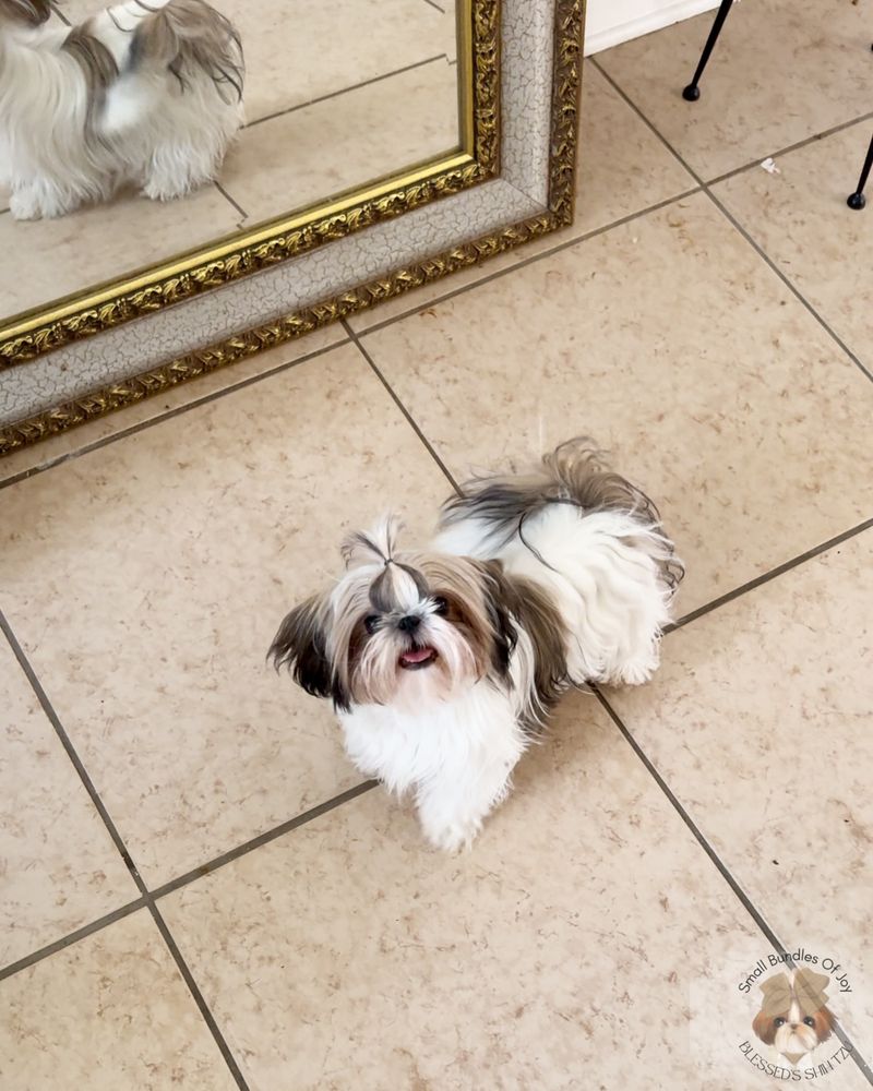 Shih Tzu
