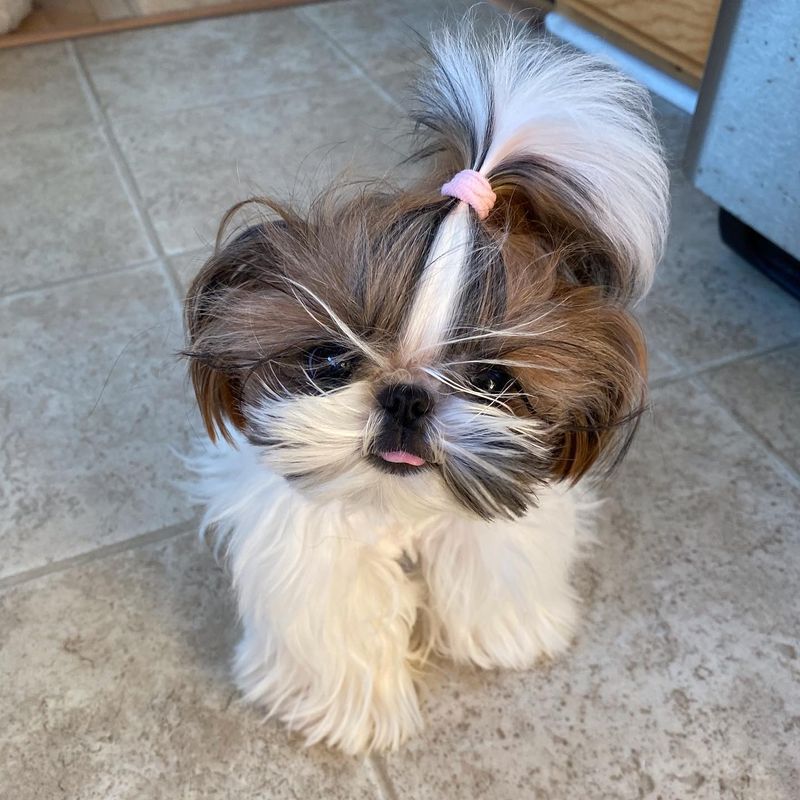 Shih Tzu