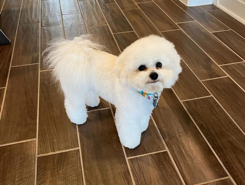 Bichon Frise