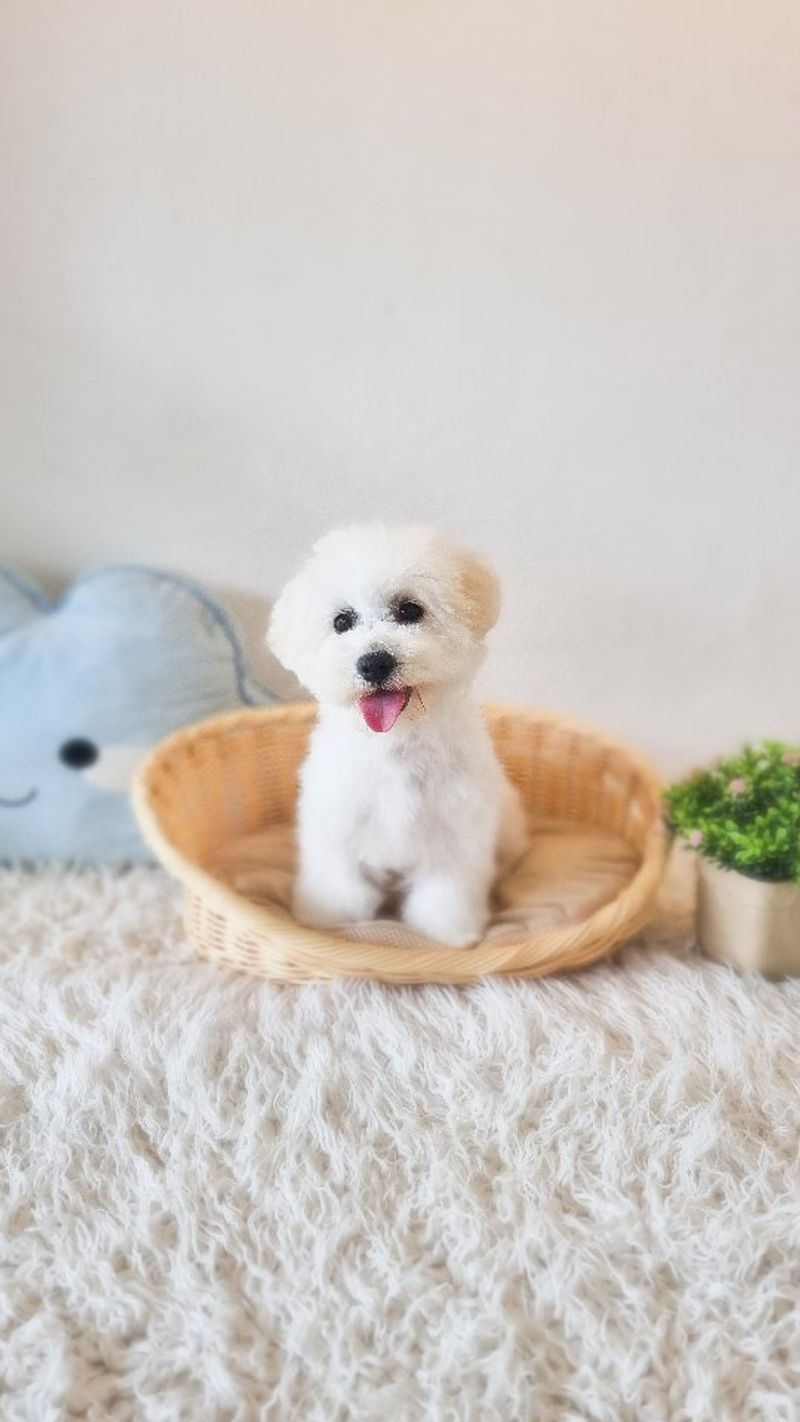 Bichon Frise