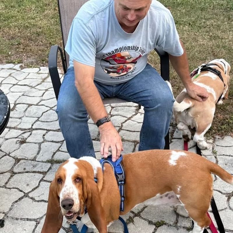 Basset Hound