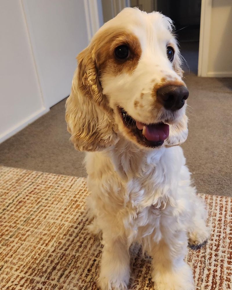 Cocker Spaniel