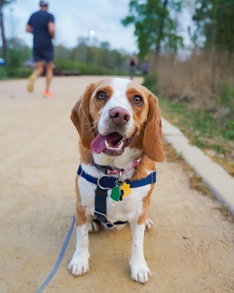 Beagle