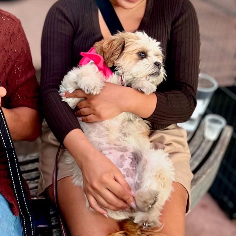 Shih Tzu