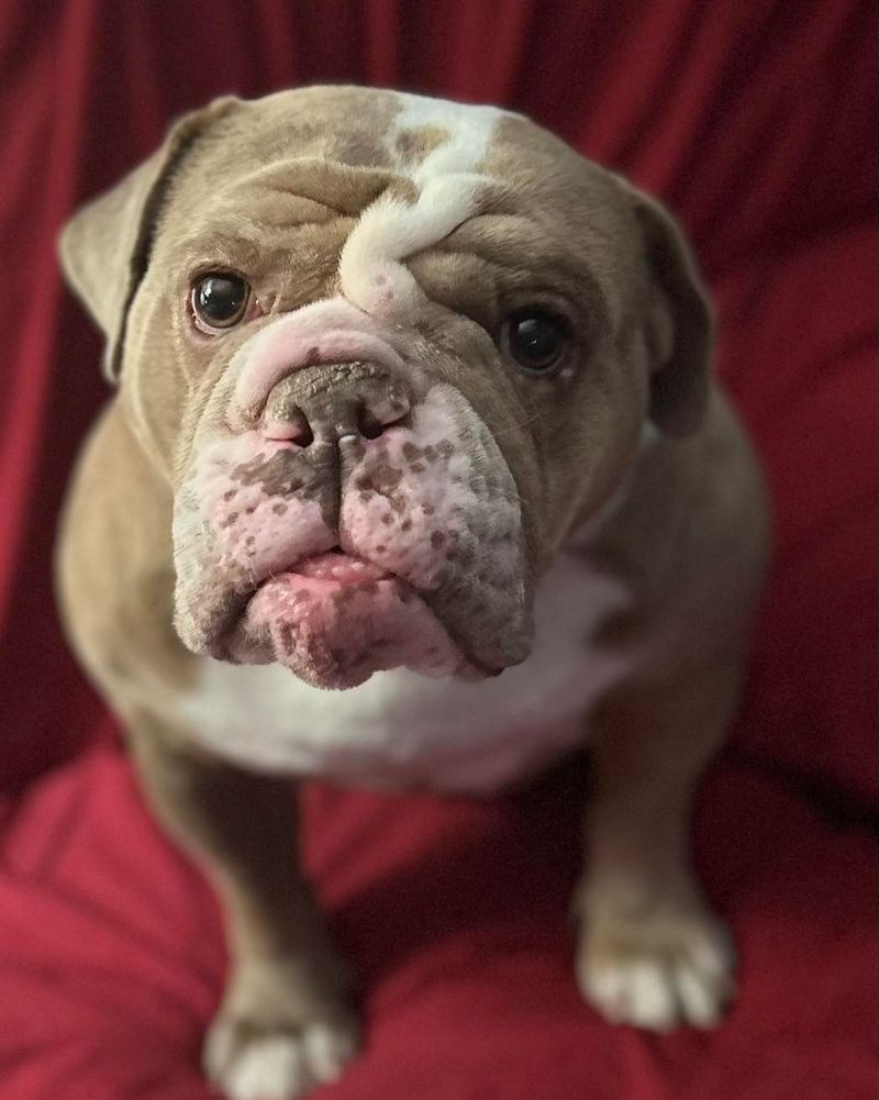 Bulldog