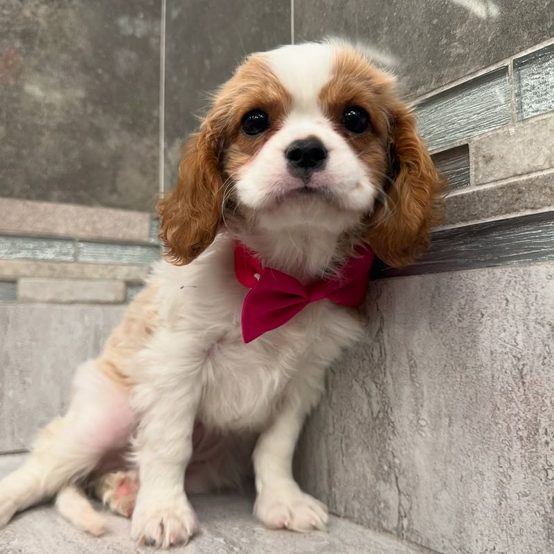 Cavalier King Charles Spaniel
