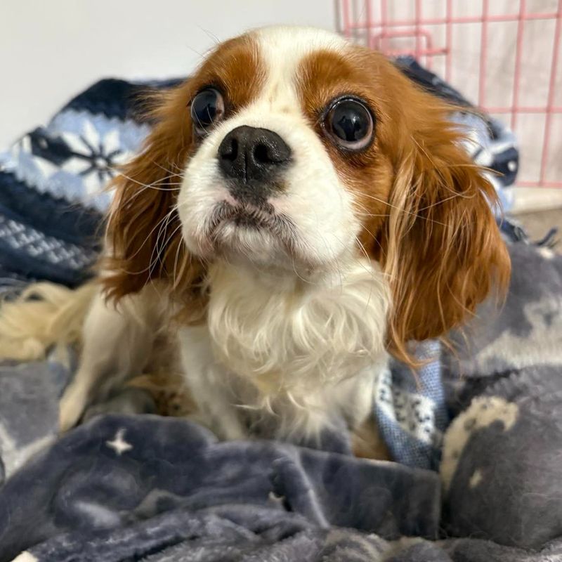 Cavalier King Charles Spaniel