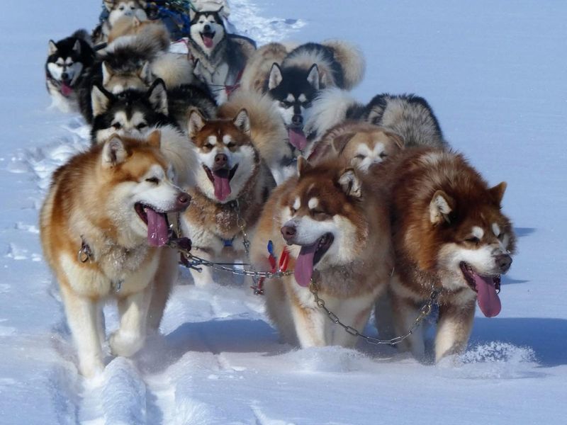 Alaskan Malamute