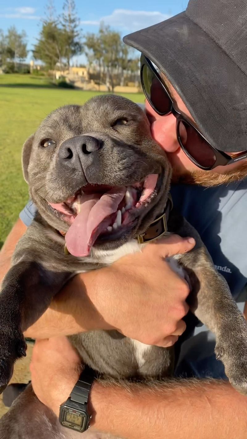 Staffordshire Bull Terrier