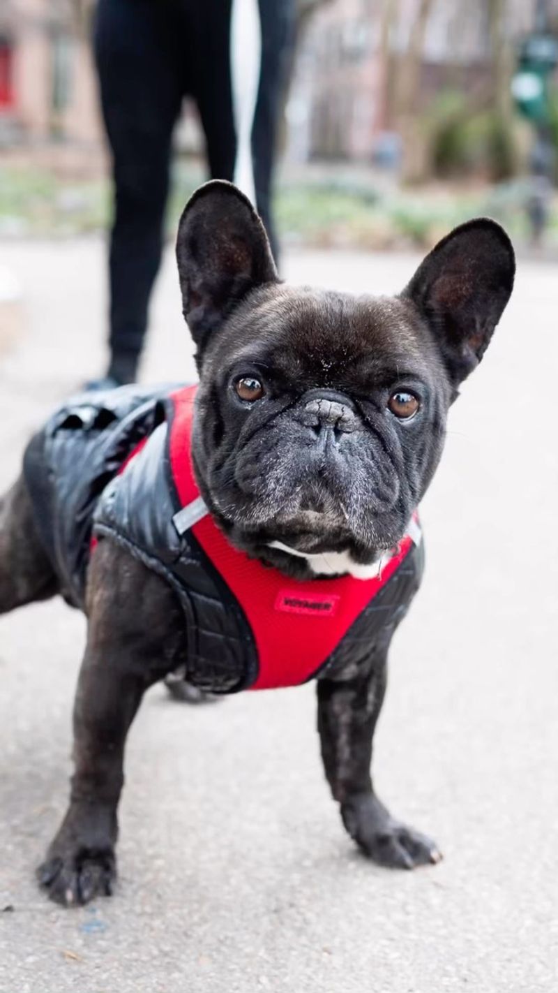 French Bulldog