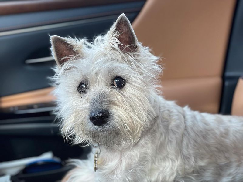 Cairn Terrier